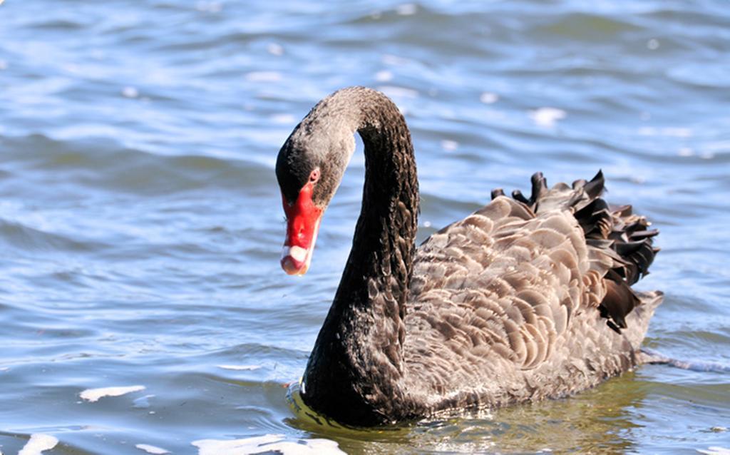 Black Swan Lakeside Boutique Hotel Rotorua Luaran gambar